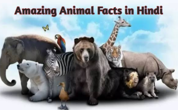 Amezing Animal Facts in Hindi